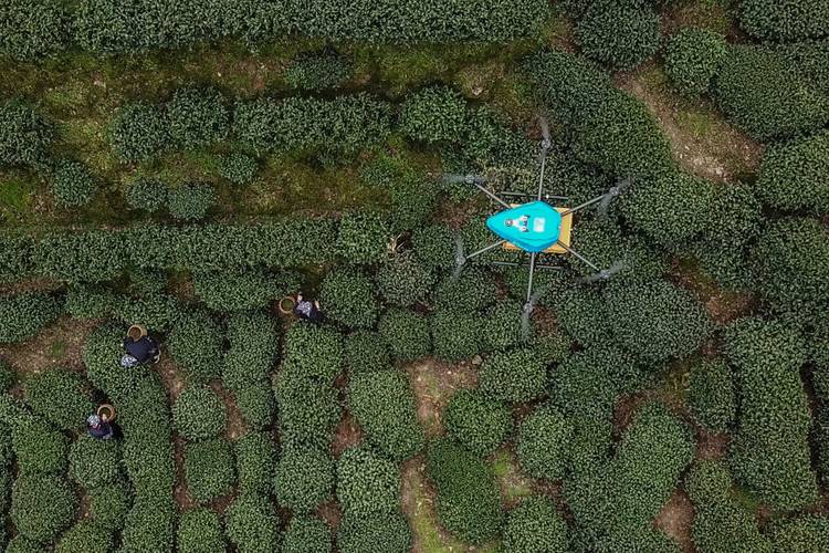 獅峰龍井第一采由無人機(jī)運(yùn)輸_宇辰網(wǎng)_讓世界讀懂無人機(jī)_全球?qū)I(yè)無人機(jī)服務(wù)資訊平臺