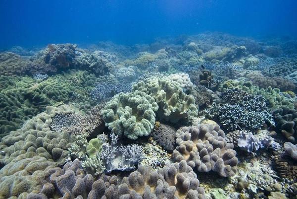 3D打印機制造生物海堤瓷磚用于海洋的生物保護 3D打印機制造生物海堤瓷磚用于海洋的生物保護